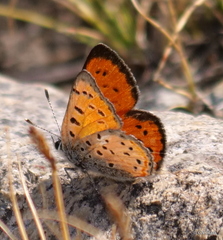 Lycaena cupreus