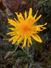 Sonchus arvensis