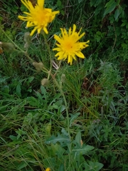 Sonchus arvensis