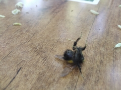 Bombus