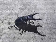 Dorcus rubrofemoratus yamadai