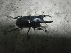 Dorcus rubrofemoratus yamadai