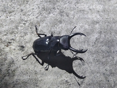 Dorcus rubrofemoratus yamadai