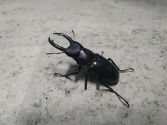 Dorcus rubrofemoratus yamadai