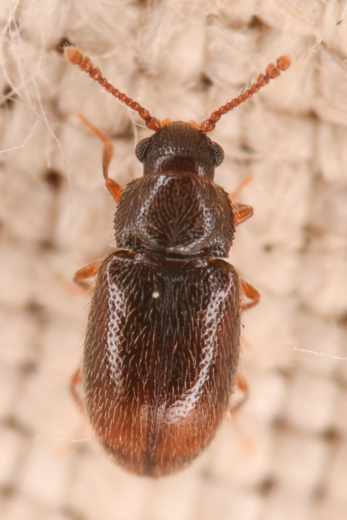 Silken fungus beetles