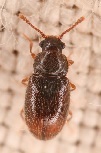 Silken fungus beetles