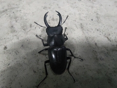 Dorcus rubrofemoratus yamadai