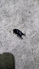 Dorcus rubrofemoratus yamadai