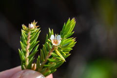 Diosma subulata