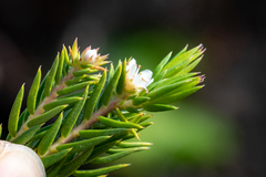 Diosma subulata