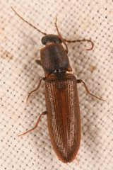 Athous rufiventris