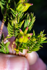 Diosma subulata