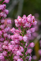 Erica irregularis