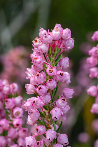 Erica irregularis Benth.