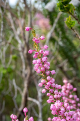 Erica irregularis