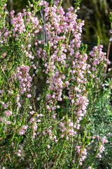 Erica irregularis