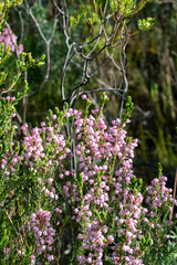 Erica irregularis