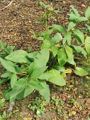 Symphytum officinale