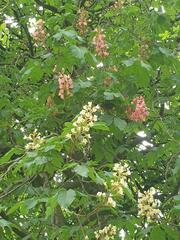 Aesculus × carnea