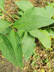 Symphytum officinale
