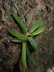 Bulbophyllum shepherdii