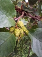Alnus glutinosa