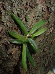 Bulbophyllum shepherdii
