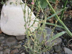 Schenkia spicata