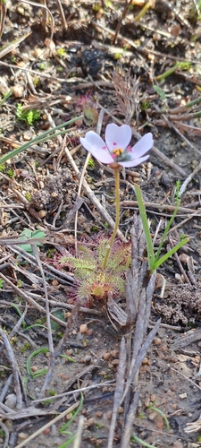Image of Drosera zeyheri by (c) Eugene Hahndiek, some rights reserved (CC BY-SA)