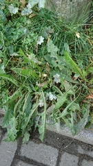 Taraxacum officinale