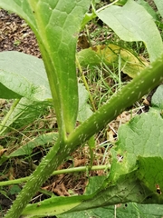 Symphytum officinale