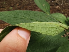 Symphytum officinale