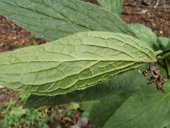 Symphytum officinale