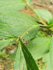 Symphytum officinale