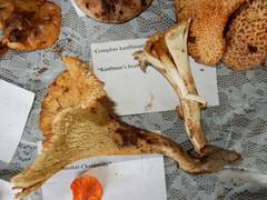 Turbinellus kauffmanii