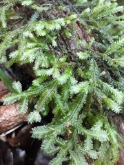 Plagiochila trispicata