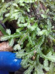 Plagiochila trispicata