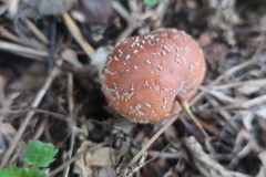 Monilinia fructigena