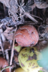 Monilinia fructigena