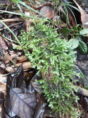 Plagiochila trispicata