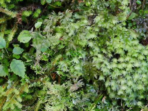 Schistochila repleta