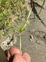 Cyperus squarrosus