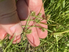 Cyperus squarrosus