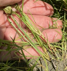 Cyperus squarrosus