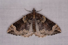 Eulithis destinata