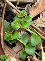 Gonocarpus micranthus micranthus