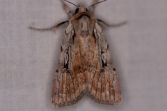 Setagrotis pallidicollis