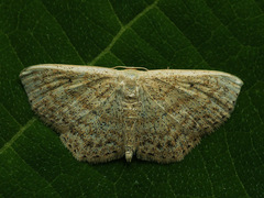Scopula corrivalaria
