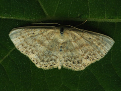 Scopula corrivalaria