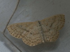 Scopula corrivalaria